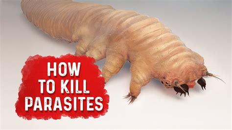 They are not killed by salting the fish. How to Kill Parasites | Dr.Berg Blog