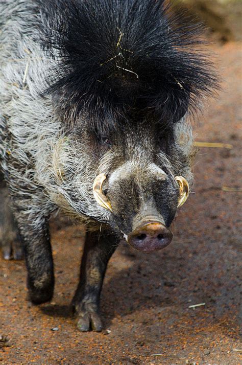 Scary Looking Pigs Coming To Woodland Park Zoo Seattles Big Blog