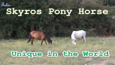 unique skyros pony horse youtube