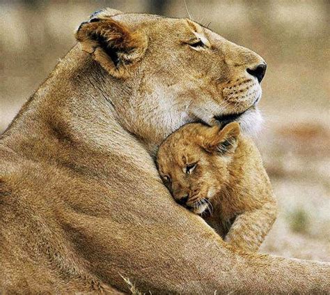 Lion Moms Hug Means Everything Animals Beautiful Super Cute