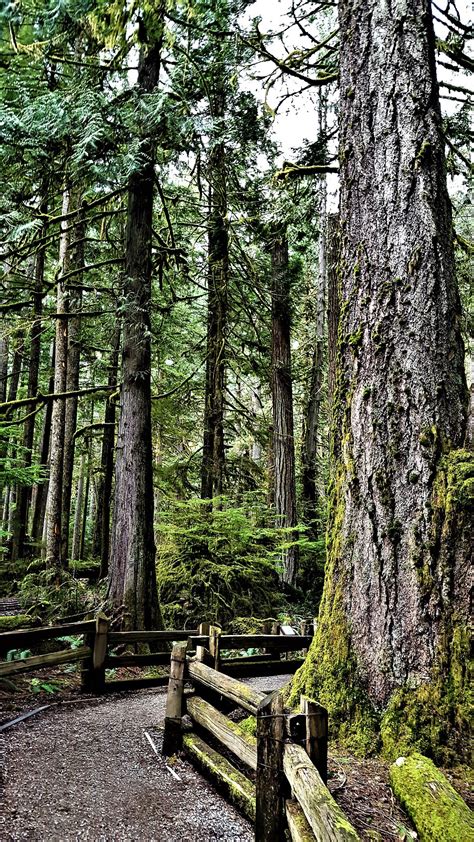 Jtwphotos — Cathedral Grove Forest Vancouver Island Canada