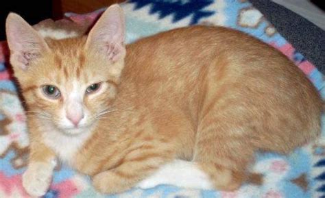 Join millions of people using oodle to find kittens for adoption, cat and kitten listings, and other pets adoption. Tabby - Orange - Kitten Cheeto - Medium - Baby - Male ...