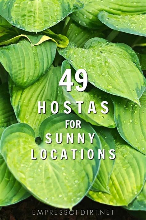 Our favorite hydrangeas for full sunlight are the incrediball hydrangea, limelight hydrangea, quick fire hydrangea and the gatsby gal® hydrangea. 49 Hostas for Sunny Locations | Empress of Dirt | Hostas ...