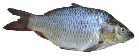Fish Png Image Transparent Image Download Size 3395x1387px