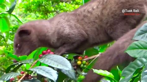 Maybe you would like to learn more about one of these? Melihat Lubak bali Di Alam Bebas - YouTube