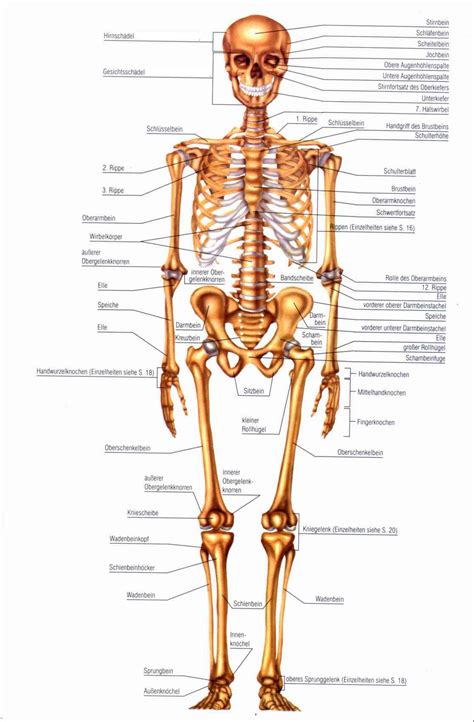 Skelett Anatomie Des Körpers Menschlicher Körper Anatomie Anatomie