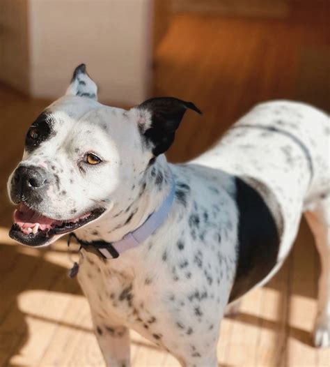 Dalmatian Pit Bull Mix Everything You Need To Know About The Pitmatian