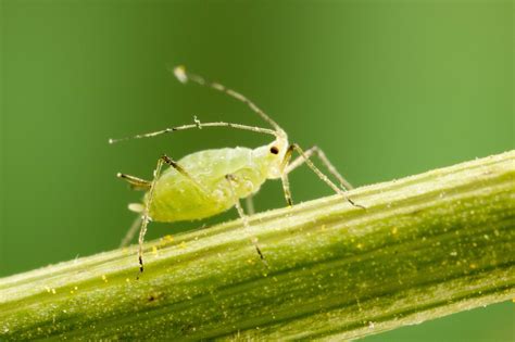 aphids jassids cropserve