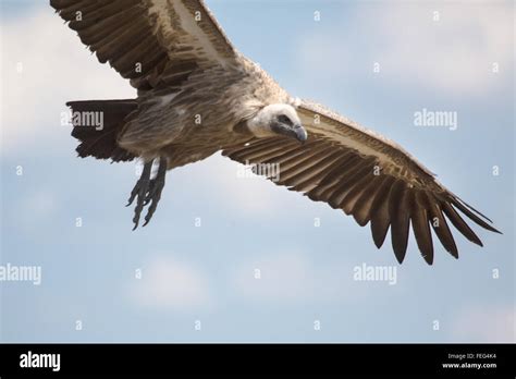 Vulture Circling In The Sky Stock Photo Alamy