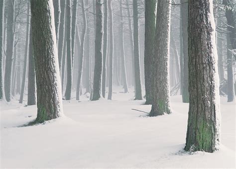 Snowy Woods Photograph By Graeme Sugden Fine Art America