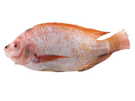 105 Fresh Red Nile Tilapia Fish Oreochromis Niloticus White Stock