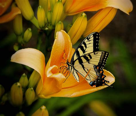 Free Photo Yellow Butterfly Bug Butterfly Closeup Free Download