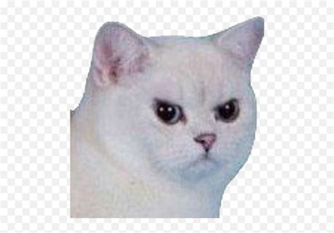 Cat Angry Angrycat Meme Funny Sad White Cat Meme Face Png Sad Cat Png Free Transparent Png