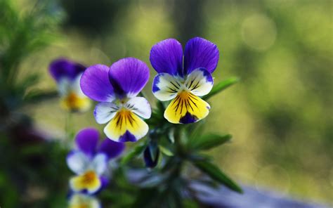 Two Pansies Flowers Green Background Wallpaper Flowers Wallpaper