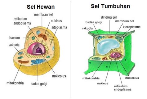 Sentriol memiliki struktur seperti seperti silinder (berbentuk tabung) yang memiliki lubang tengah dan tersusun dari protein mikrotubulus. Struktur Sel Hewan dan Tumbuhan - Damn Love It