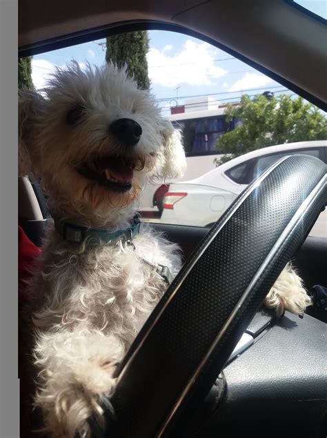 pet friendly San luis Potosí