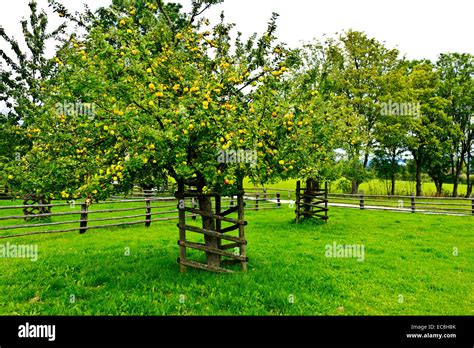 Apple Orchard Germany Stock Photo Alamy