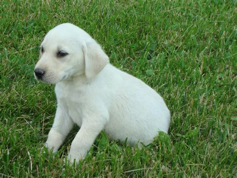 Most of our dogs are hunters, and references are available from previous litters. Lab Puppies For Sale In Michigan - petfinder