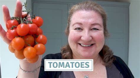 How To Sow Tomatoes Planting 18 Tomato Varieties Youtube