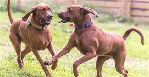Redbone Coonhound Dog Breed Complete Guide Wiki Point