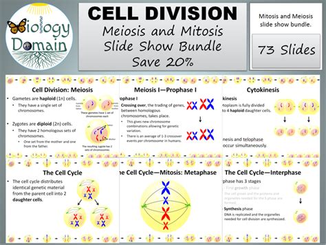 Cell Division Mitosis And Meiosis Owlcation Education