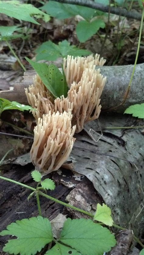 Coral Fungus Edible Mushroom Hunting And Identification Shroomery Message Board