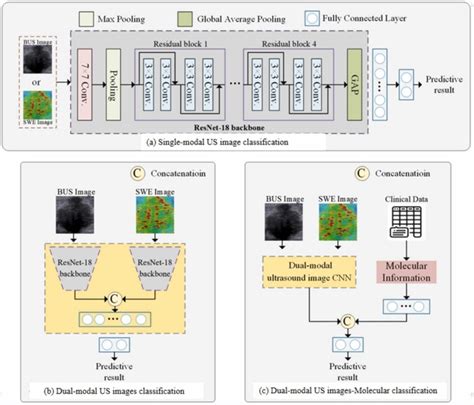 Deep Learning Model Based On Dual Modal Ultrasound And Molecular Data