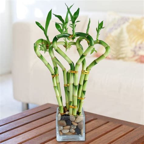 Fill the bamboo container roughly halfway with water. Low-Light Indoor Plants You Can Decorate With!