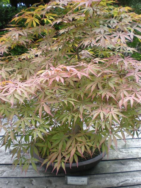 Bonsai Japanese Momiji Maple Tree Acer Palmatum Bonsai J Flickr