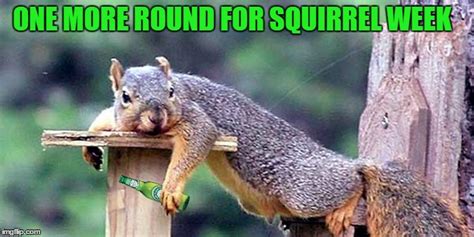 Squirrel Week Imgflip