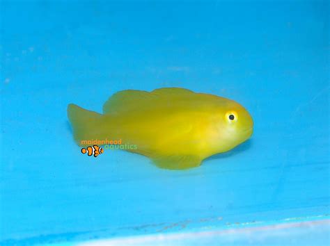 Yellow Coral Goby Gobiodon Okinawae