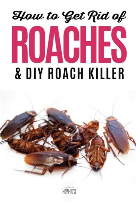 Learn Whats Attracting Roaches To Your Home And How To Get Rid Of Them Naturally Using This