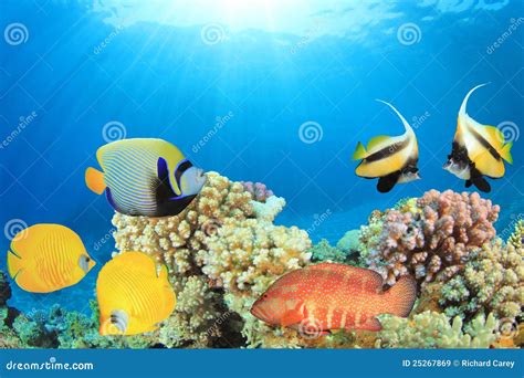 Tropical Fish And Coral Reef Stock Image Image Of Diving Sharm 25267869