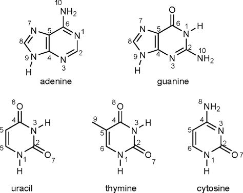 Surface Enhanced Hyper Raman Spectra Of Adenine Guanine Cytosine Thymine And Uracil The