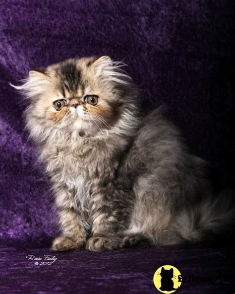 Persian Kitten For Sale Brown Patch Tabby Female Calico Persian 11 Yrs