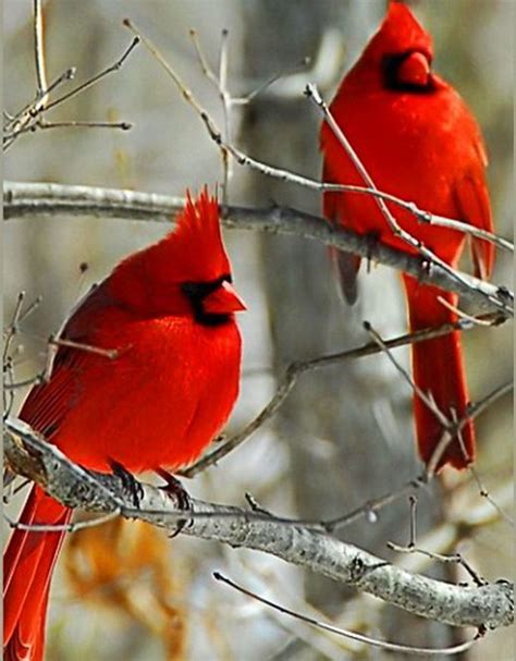 Two Red Birds Sitting On Top Of A Tree Branch