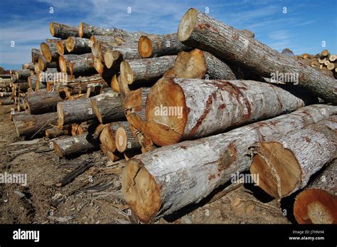 Tree Wood Timber Stack Sawmill Logs Heap Pile Eco Closeup Tree Industry
