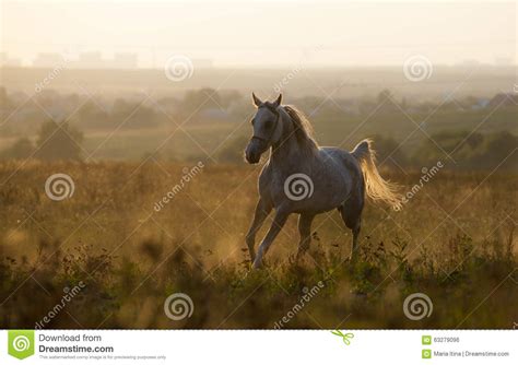 Arabian Horse In Sunset Stock Photo Image Of Dust Gallop 63279096