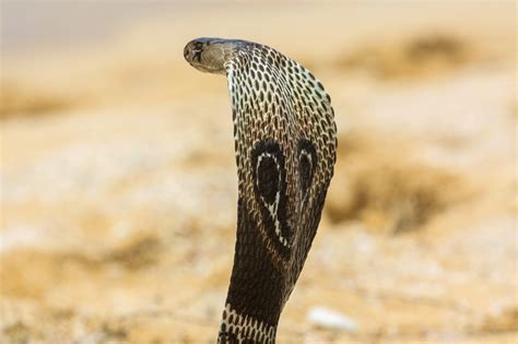 King Cobra Ophiophagus Hannah About Animals
