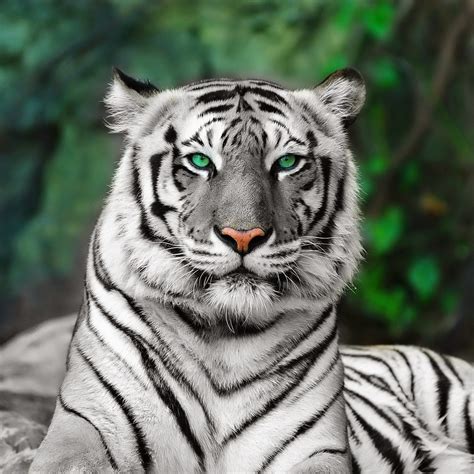 Animal World: Tigres