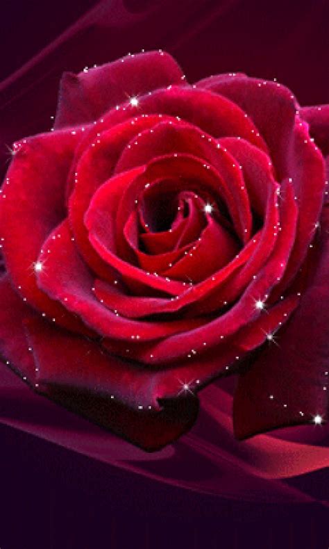 Download Animated Red Rose With White Rose Day Wallpapers Hd