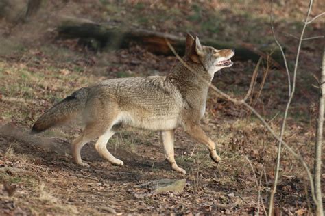 Eastern Coyote Stock 1 By Hotnstock On Deviantart