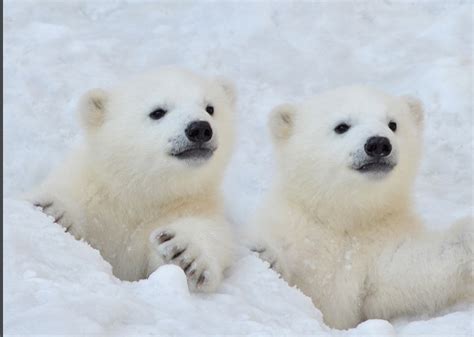 Report Polar Bear Population Increasing Cnsnews