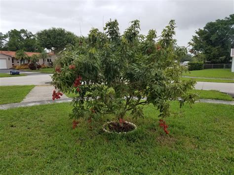 The beautiful lychee tree originated in southern china and has been around for thousands of years. Planting a Lychee Tree - Smart Enough to DIY