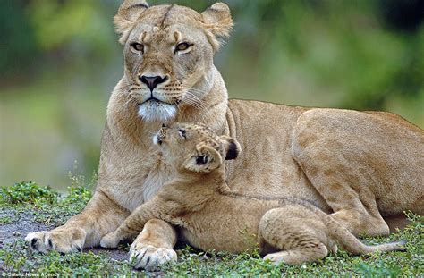 Heartbreaking Pictures Of Asha The Lion With Her Newborn Cub Before