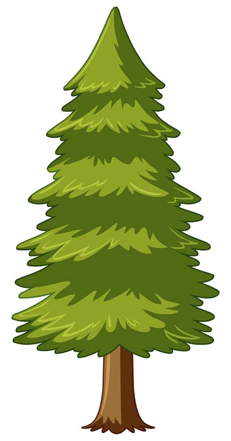 White Pine Trees Drawing Vector Illustration Stock Vector 666