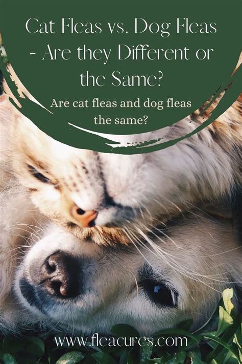 Cat Fleas Vs Dog Fleas Are They Different Or The Same Flea Cures