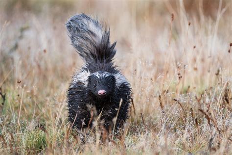 Patagonian Hog Nosed Skunk Sean Crane Photography