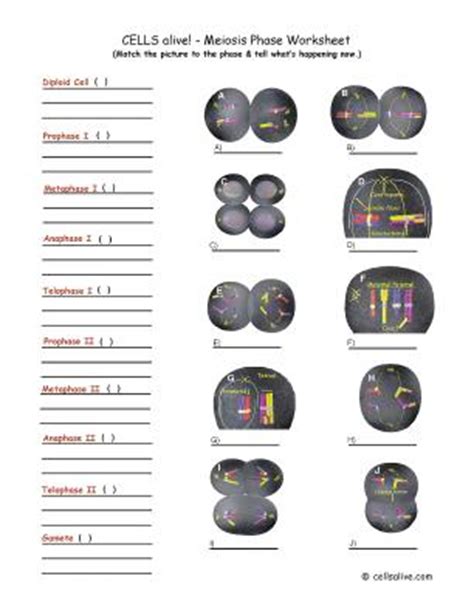 Mitosis coloring worksheet answer key. LifeSciTRC.org - Cells alive! - Meiosis Phase Worksheet