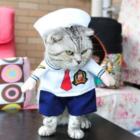 Funny Cat Costumes Buy Online 75 Off Wizzgoo Store
